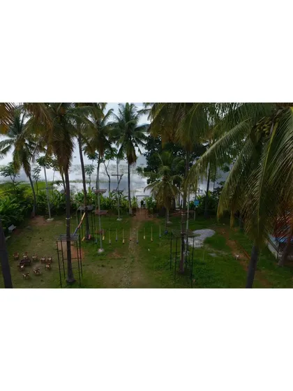 A view of our activity area from a higher vantage point, looking out towards the lake through the palm trees.