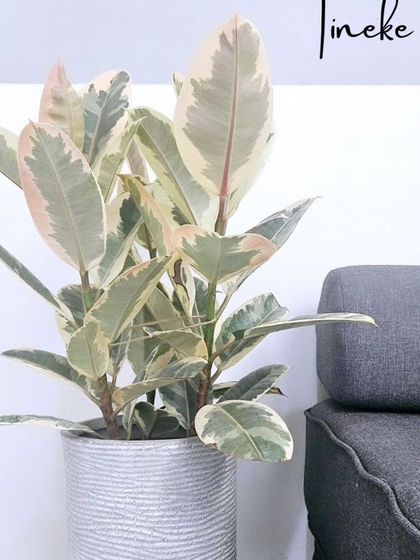 The Ficus Tineke is a stunning variety of Rubber Plant with variegated leaves in shades of green, cream, and pink. It's a colorful and artistic addition to any plant collection.