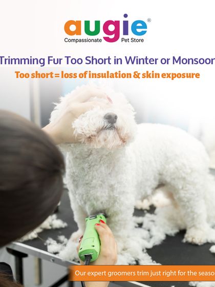 Augie Pets - Pet Grooming Services Seasonal & Health Care Guides photo 8