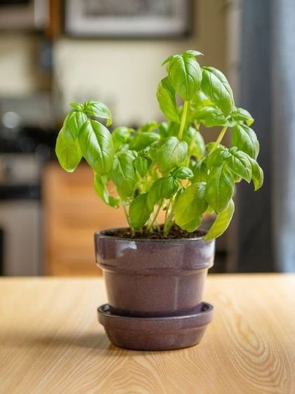 Hygrinz - Garden Maintenance Urban & Indoor Greening photo 5