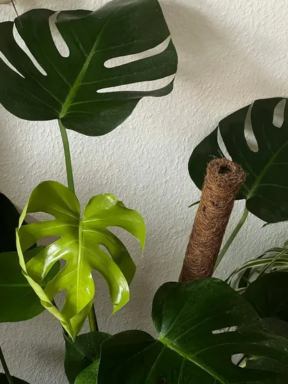 The classic Monstera Deliciosa is a tropical staple with a flair for the dramatic. Its iconic split leaves, or fenestrations, are a natural adaptation that makes this climbing plant both smart and stunning.