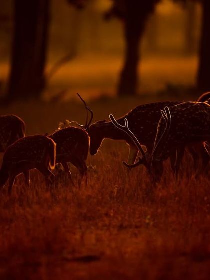 A herd of spotted deer grazing in the deep red light of dawn. The rim lighting beautifully outlines their antlers and bodies, creating a high-contrast, emotional scene.