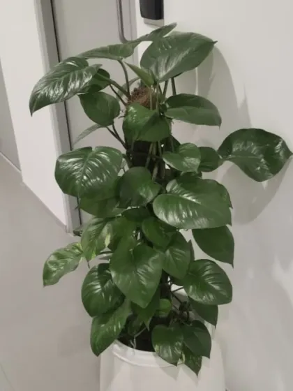 A healthy Money Plant (Epipremnum aureum) trained on a moss pole. This vertical growth habit makes it a great choice for corners or areas with limited floor space, adding lushness without a wide footprint.
