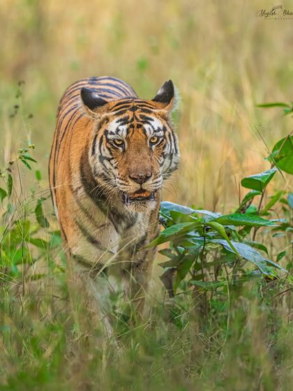 For head-on shots, I almost always compose vertically. This tigress looking directly into the camera is a perfect example. The eye-tracking on my Alpha 1 is exceptional, ensuring the point of connection is always tack sharp.