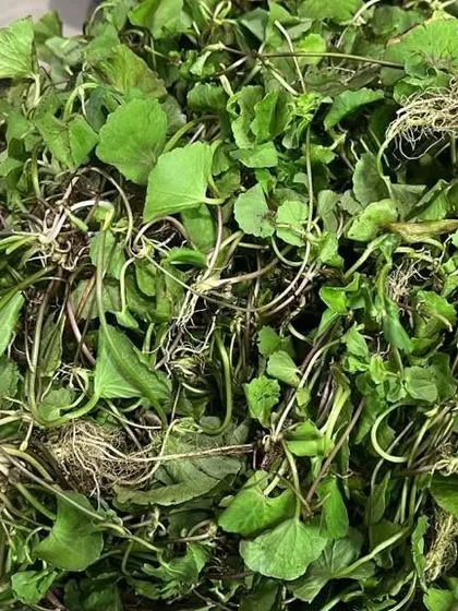 More fresh pennywort, showing the delicate roots. I deliver it as fresh as possible for the best flavor.