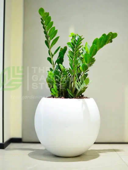 This is how simple it is to transform a corporate space. A single, healthy ZZ plant in a clean, modern planter adds life and style to an office corner. These are incredibly resilient and low-maintenance plants, making them ideal for busy work environments.