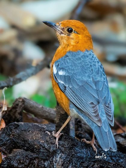 An Orange-headed Thrush pauses on the forest floor, its bright plumage a stark contrast to the dark leaf litter. These birds are shy and a delight to photograph.
