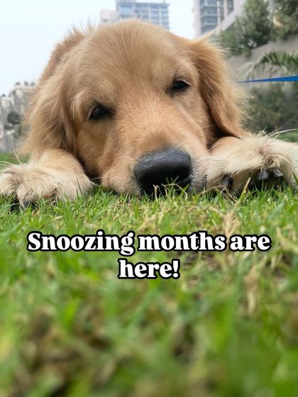 Snoozing months are here! For winter care, we recommend warm bedding, fewer baths, and a cozy sweater for chilly walks, especially for puppies and senior dogs.