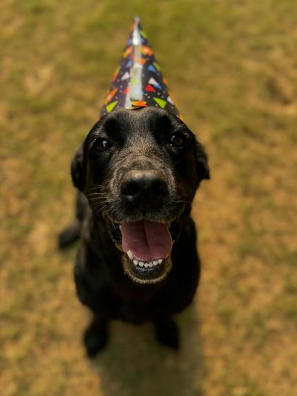 Laika in her birthday hat, ready to celebrate.