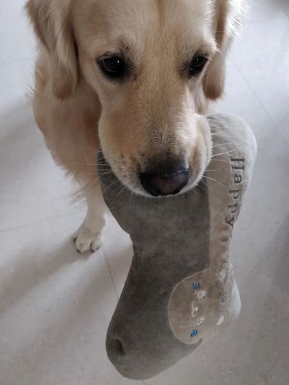 Aditi - In-Home Pet Sitting Meet the Whole Gang photo 34