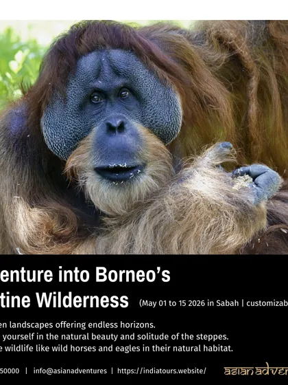 A dominant male Orangutan with prominent cheek pads, a magnificent sight in the Borneo rainforest. Seeing a mature male like this is a powerful and humbling experience on our wildlife tours.