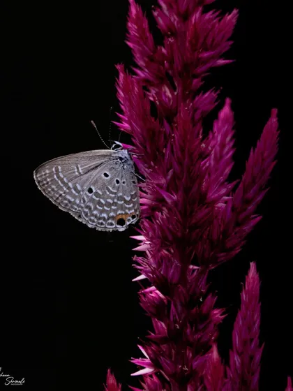 To get this black background, I underexposed the shot by 2.3 stops. This technique made the vibrant fuchsia of the Celosia plant and the delicate details of the Forget-me-not butterfly pop with incredible contrast.