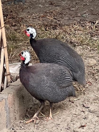 Did you know Guinea fowls are also called Pearl hens? You can see why from their beautiful spotted plumage. Come and see these unique birds for yourself.