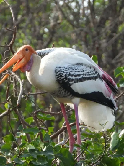 A beautiful collection of our feathered friends, from a shy robin to a majestic hornbill and a colorful parakeet. Can you recognize any of them?