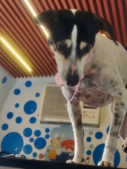 We believe every dog deserves to be pampered. This beautiful Indie dog is looking sharp and feeling great after a full grooming session with us.