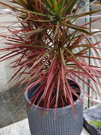 A close-up of the Dracaena plant, showing its spiky, red-edged leaves. The plant's form contrasts beautifully with the ribbed texture of the pot.
