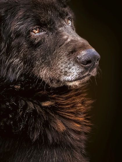 A duplicate of the dramatic indie portrait.