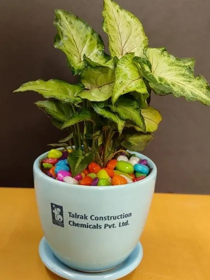 A close-up of a Syngonium plant in a light blue branded pot for Talrak Construction, finished with colorful pebbles.