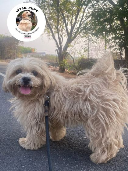 Star Pups - Pet Grooming Our Furry Friends & Family photo 13