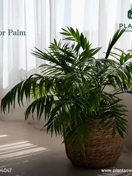 The Parlor Palm is an elegant and classic houseplant that thrives in lower light conditions. It's an excellent pet-friendly option for adding a touch of green to corners that don't get direct sun.