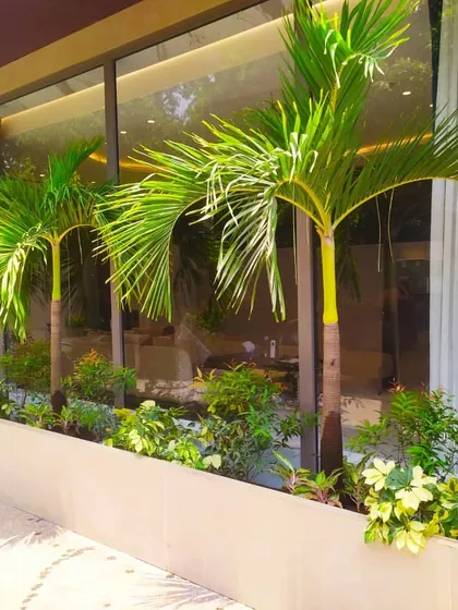 The finished look of the Foxtail palm installation. The palms are set in a clean, modern planter bed, creating a tropical and upscale feel for the property's exterior.