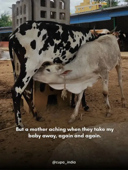 Cupa - Animal Cruelty Legal Aid & Advocacy Building a Compassionate Community photo 5