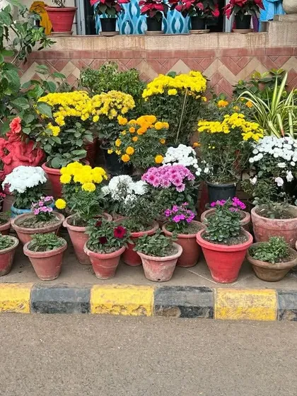 Another view of our colorful potted flower display, perfect for adding instant life and color to any area. We offer a wide variety of seasonal blooms.