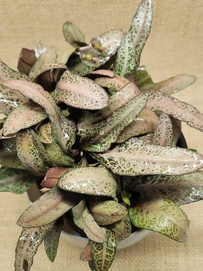 This plant features delicate, speckled patterns in shades of pink and green, giving it a soft, artistic look.