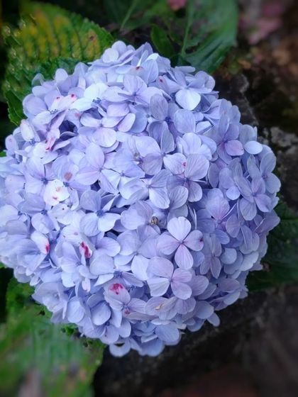 The soft blue hydrangea again, a calming and beautiful presence.