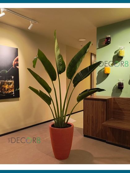A tall Bird of Paradise plant in a terracotta-colored planter makes a strong statement in this hallway. Its large, upright leaves add a touch of tropical elegance to the space.