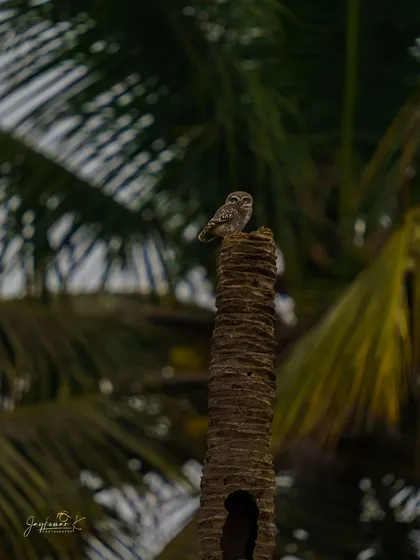 A duplicate of the owlet standing guard, showing its full body.