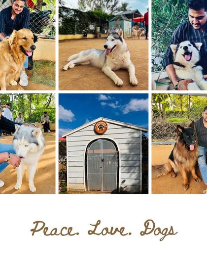 A visitor's photo collage capturing key elements of the park, including the entrance and various dog breeds.