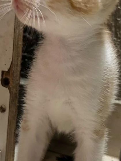 A close-up of one of the kittens looking up, showing its innocent and curious nature.