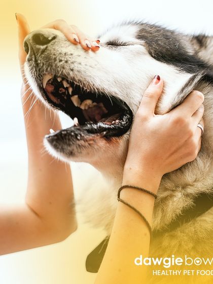 A natural diet can often help with bad breath. This husky's owner is checking its teeth, a great habit for all pet parents to ensure good oral hygiene.