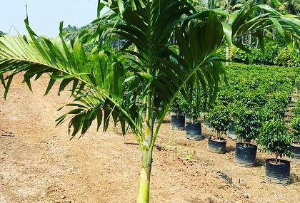 Rakshith Landscaping - Landscape Design & Installation Plant & Tree Supply photo 72