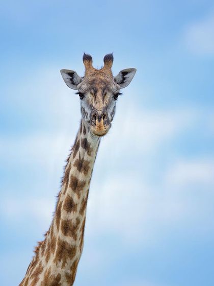 Curiosity. This giraffe's direct gaze is full of intelligence and curiosity. It’s a moment of connection, a reminder that we are just visitors in their world.