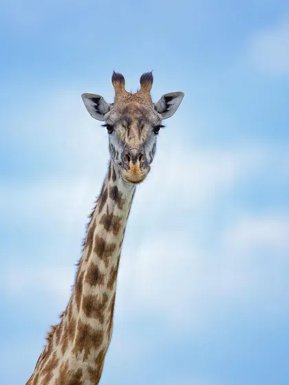 These images further celebrate the giants of Africa. From the gentle giants like giraffes and elephants to the striking patterns of zebras, each photo tells a story of life on a grand scale.