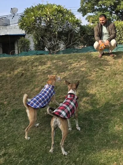 A moment of anticipation. Jumper and Pari waiting for the ball to be thrown. This teaches impulse control and focus, even during an exciting game.