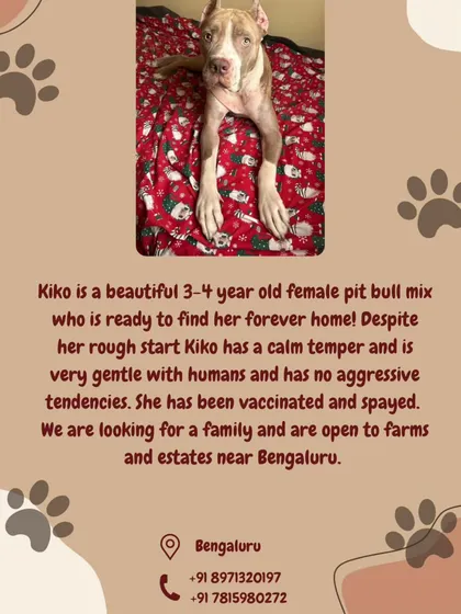An adoption poster for Kiko, a beautiful 3-4 year old female Pitbull mix. Despite a rough start, she has a calm temper and is gentle with humans.