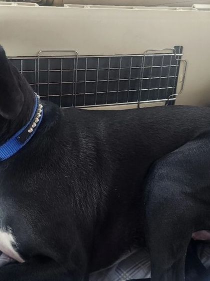 Words from Our Pack: Client Testimonials photo 5