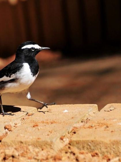 Discovery Village Resorts - Corporate & Group Outings Relaxed Pursuits & Nature Connection photo 28