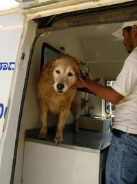 Dog Grooming