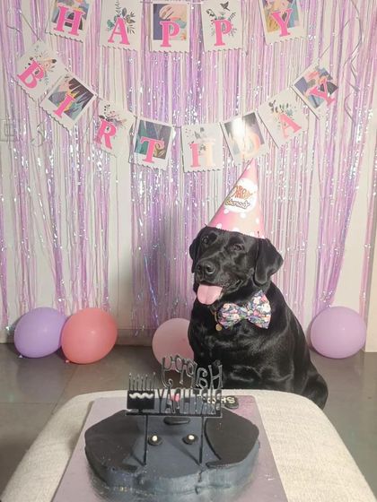 Another shot of this dapper black Lab's birthday. The pink and purple theme looks fantastic.