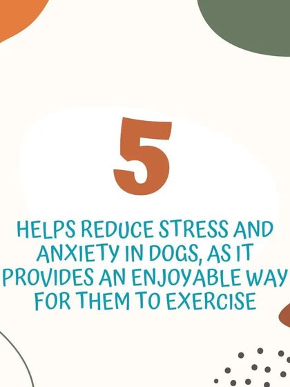 Poochkoo Mutts & Nutts - Dog Training & Behavior Modification Canine Hydrotherapy & Wellness photo 13