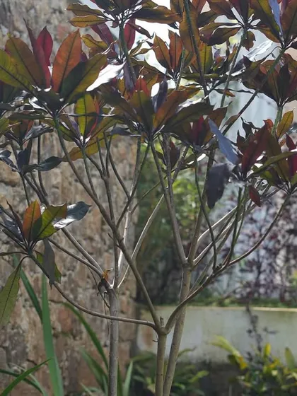 A close-up of a plant with unique, multi-toned leaves against a rustic stone wall, highlighting the beauty of individual specimens.