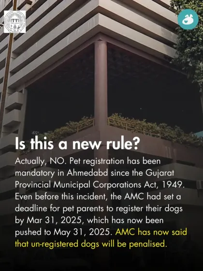 The Pack - Online Pet Parent Community A Voice for Every Dog photo 3