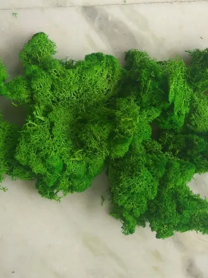 We also offer preserved reindeer moss in a vibrant green color. This is perfect for maintenance-free art projects, wall decor, and adding texture to arrangements.