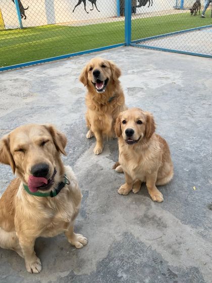 Them: "Dogs don't smile." Us: "You just need to love them enough to see their magic."