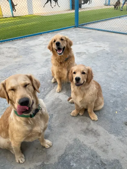 Them: "Dogs don't smile." Us: "You just need to love them enough for them to show their magic." This trio of Goldens proves our point.