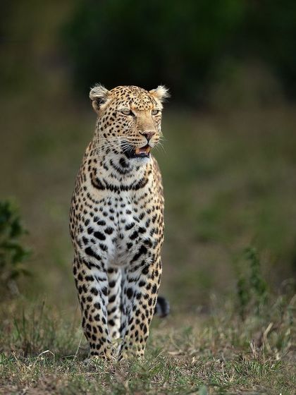 An African leopard stands alert. While similar to their Indian cousins, they inhabit a different world, and photographing them offers a new set of challenges and rewards.